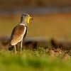 Cejka lalocnata - Vanellus albiceps - White-headed Lapwing o3736